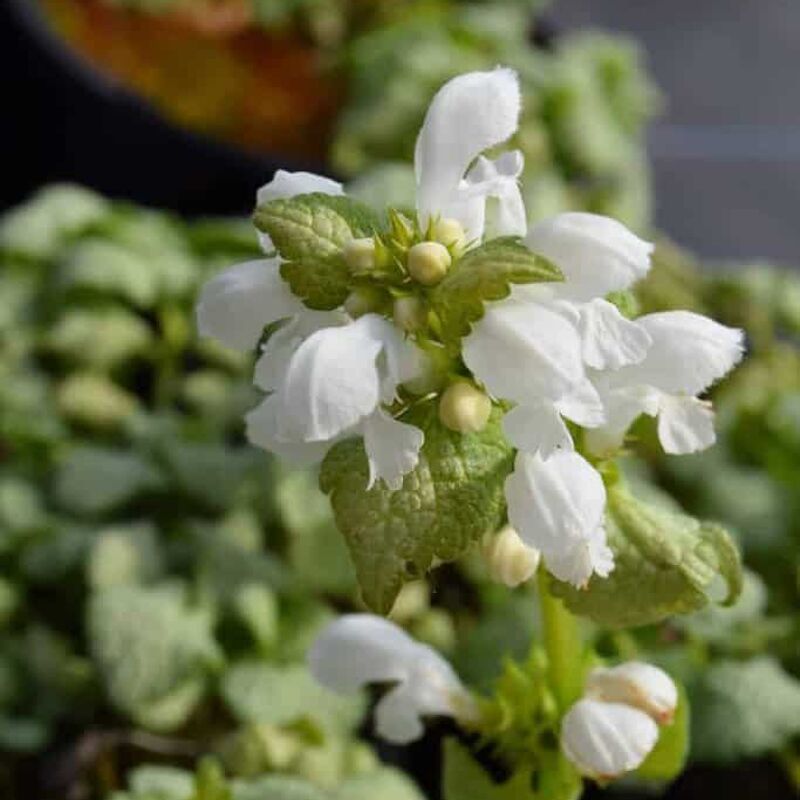 Lamium maculatum 'White Nancy' ---